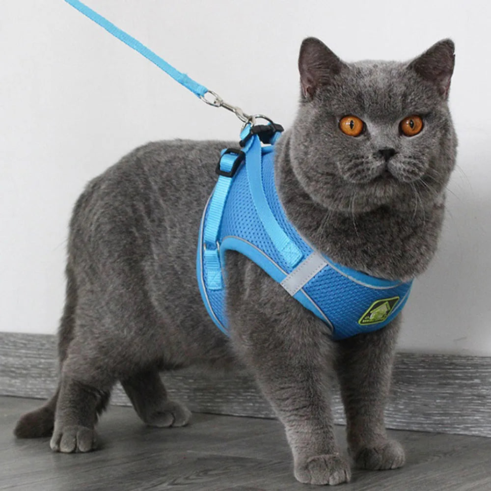 Harnais et Laisse Ajustables Respirants pour Chiens et Chats - Gilet Anti-Évasion pour Chat et Chien, Collier Réfléchissant pour Chat et Laisse pour Chiot et Chaton - La Maison Cozy