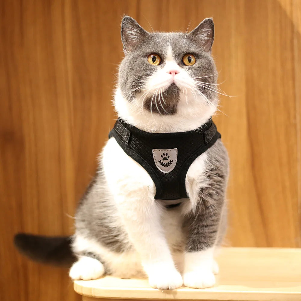 Harnais et Laisse Ajustables Respirants pour Chiens et Chats - Gilet Anti-Évasion pour Chat et Chien, Collier Réfléchissant pour Chat et Laisse pour Chiot et Chaton - La Maison Cozy