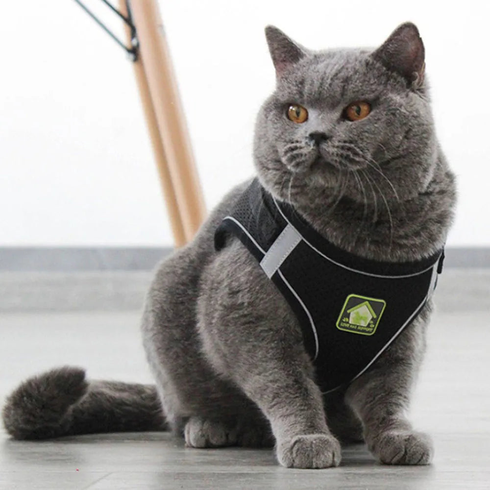 Harnais et Laisse Ajustables Respirants pour Chiens et Chats - Gilet Anti-Évasion pour Chat et Chien, Collier Réfléchissant pour Chat et Laisse pour Chiot et Chaton - La Maison Cozy